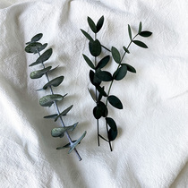 Real flowers and real leaves Immortal Eucalyptus eucalyptus single shot Packaging decoration supplies