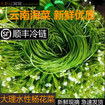 Dali water-based poplar 5 pounds wild vegetables Yunnan sea vegetables Erhai specialty Lugu Lake Lijiang sea vegetables fresh vegetables