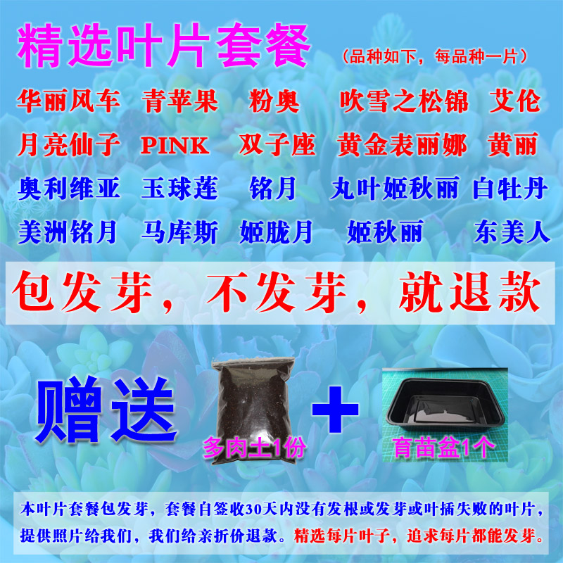 叶片多肉叶插叶插叶子套餐种子贵货组合包邮免运费多肉植物