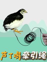 Luding Chicken Walking chicken Divine Instrumental Quail Out for Flying Pigeons Tied Rope Elastic Traction Rope for Chicken Rope Pet Supplies