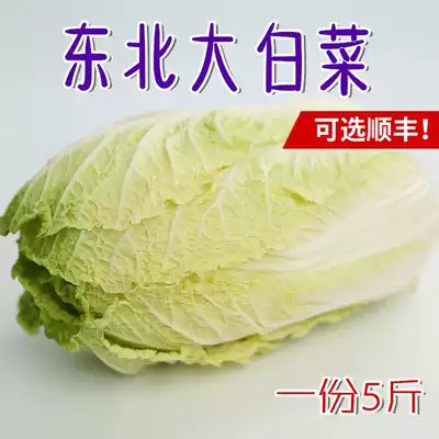 Northeast fresh Chinese cabbage farm fertilizer self-produced and self-grown vegetables 10 dipping sauces eat raw stuffed Chinese cabbage 5 kg
