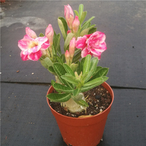 Desert roses foliage viewing flowers shade-resistant courtyard window sill Four Seasons flowering desk flower plants small potted plants