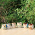 Nhà hoa thơm [cú hoạt hình chậu hoa] gốm mọng nước nhỏ sáng tạo đơn giản bình hoa - Vase / Bồn hoa & Kệ chau nhua trong cay Vase / Bồn hoa & Kệ