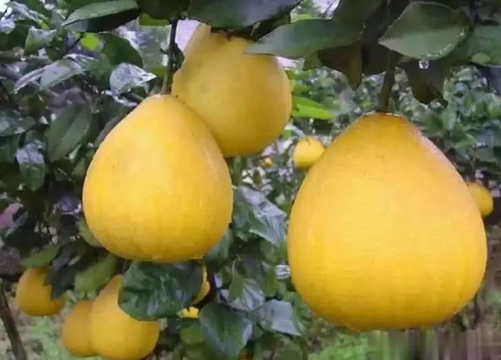 入冬后不论贫富，多吃这5种水果，润肺降燥美容还不上火 