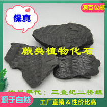 New fern leaf fossil specimens Triassic plant fossils paleontology popular science teaching single price