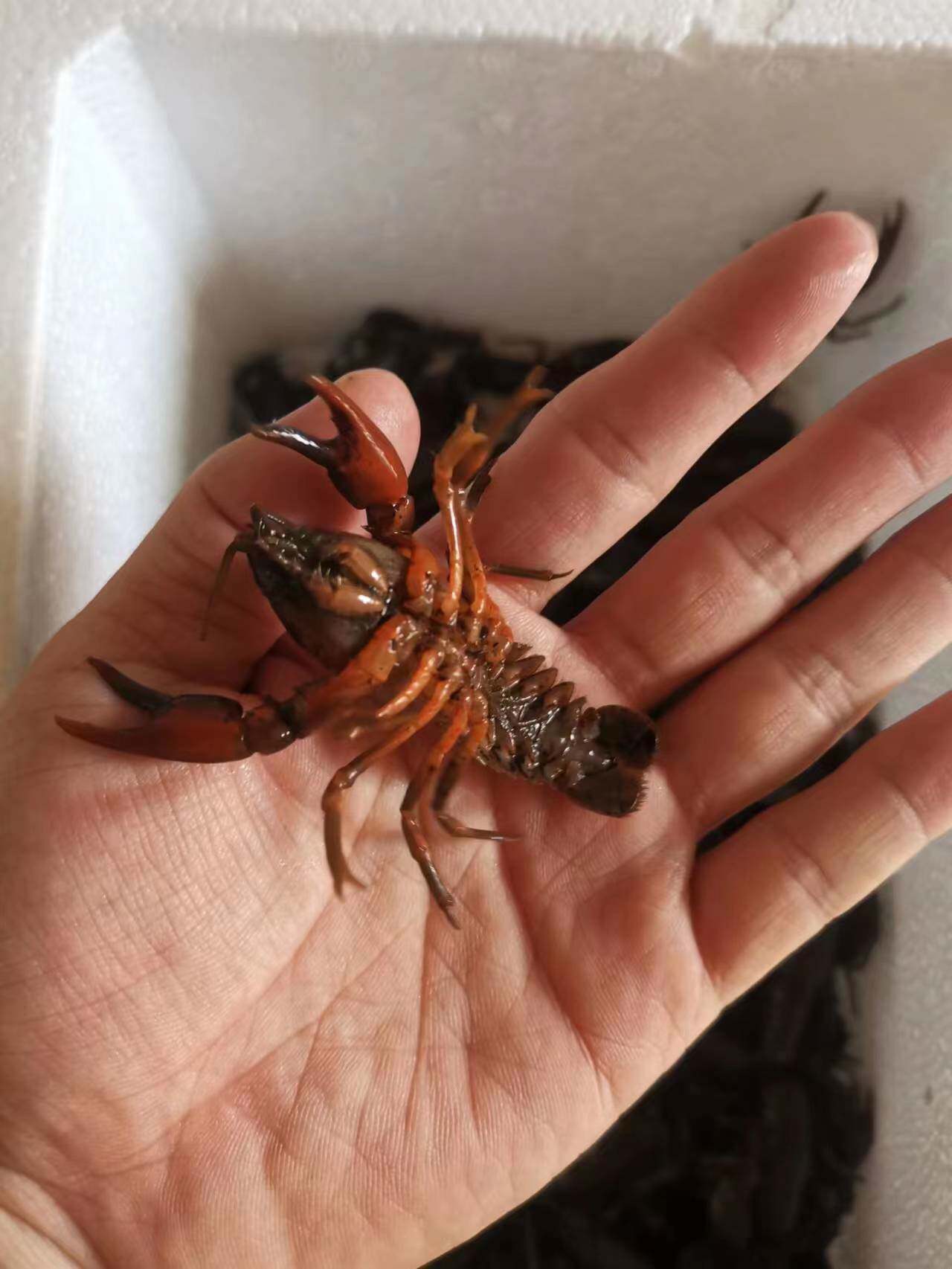 Shunfeng Living Northeast Changbai Mountain with Big Head Shrimp Freshwater Lobster Northeast Black 500g-Taobao