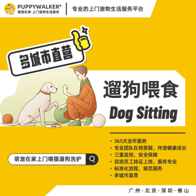 Cute pets at home in Shenzhen, door-to-door dog feeding, door-to-door dog walking, feeding and fostering during the Spring Festival, National Day and May Day holidays