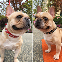 Dog Item Circle Small and Medium Dog Neck Reared Dog Supplies Farfight Items Ring Anti Bite Bulldog Snownery Rivet Neck Ring