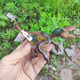 French Papo Realistic Dinosaur Model Velociraptor Collectible Figurine Children's Birthday Gift Toy