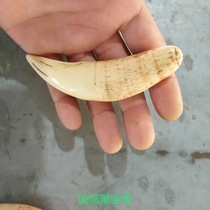  Wen play collection high imitation tiger teeth Imitation tiger teeth pendant animal teeth gift to earn popularity pendant pendant
