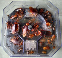 Live catch kill and catch Cockroach trap trap artifact household cockroach bait agent buster small strong box full nest end house box
