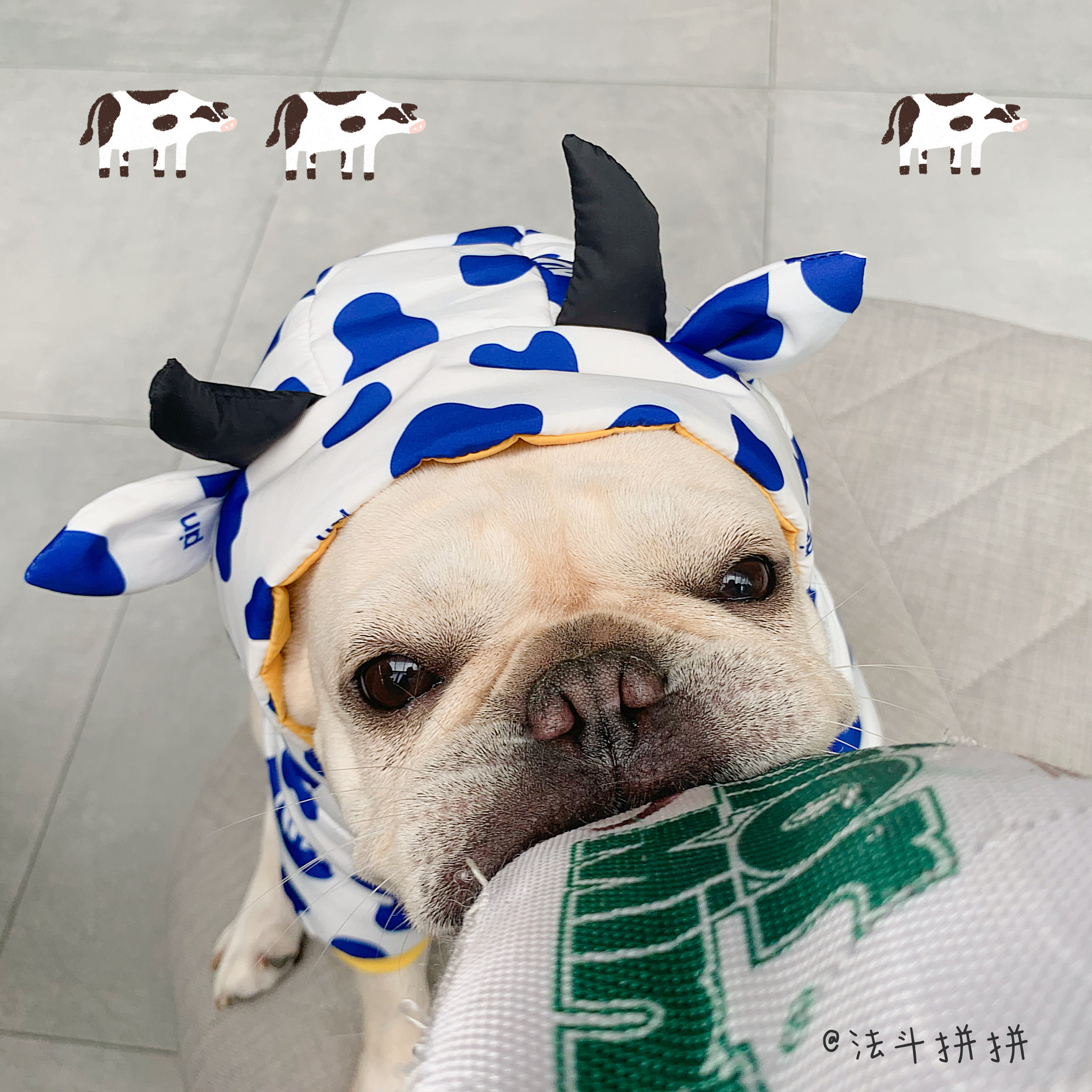 PIN 2020AW Milk Dog Pet Coat cow's pet jacket