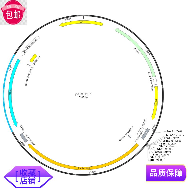 pGL3-hRluc 报告基因载体 含有萤火虫荧光luc和海肾荧光Rluc 顺丰