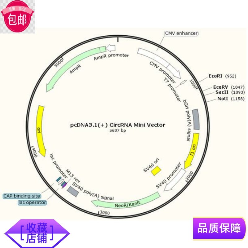 环状RNA表达载体pcDNA3.1(+) CircRNA 60648质粒