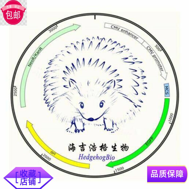 pLP-VSVG 第三代慢病毒包装载体 pLP1 pLP2
