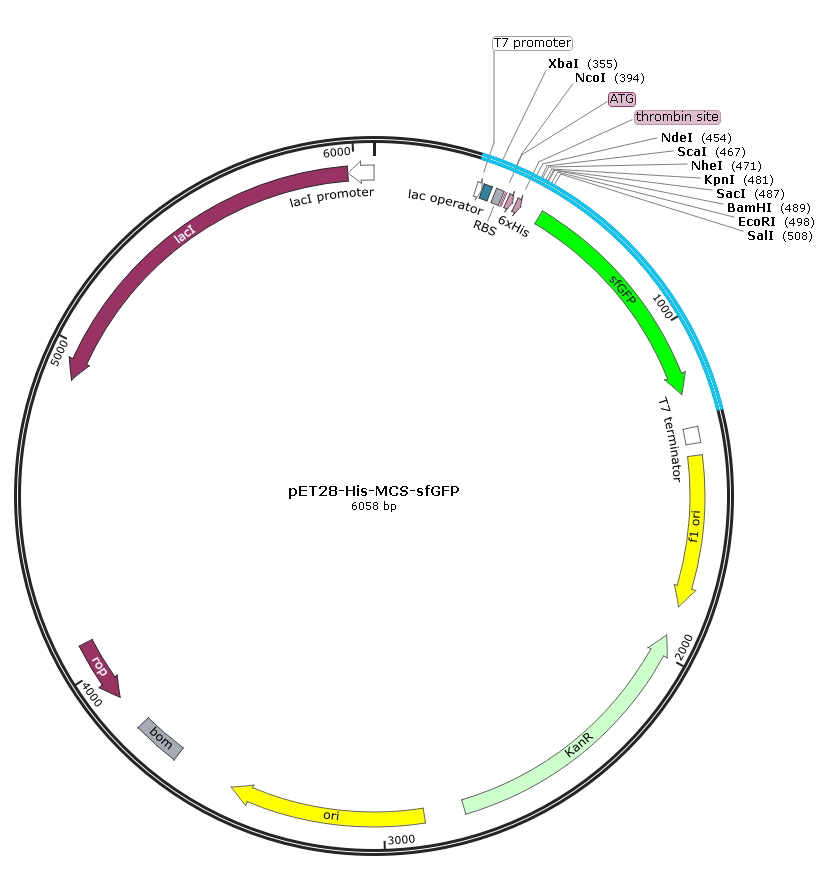pET28-MCS-sfGFP 可视化原核蛋白表达载体