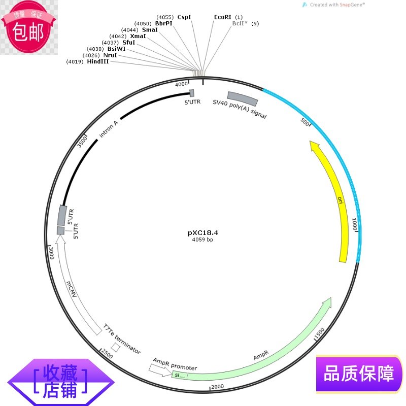 pXC17.4  pXC18.4  包邮推荐CHO细胞表达质粒抗体表达载体载体 GS