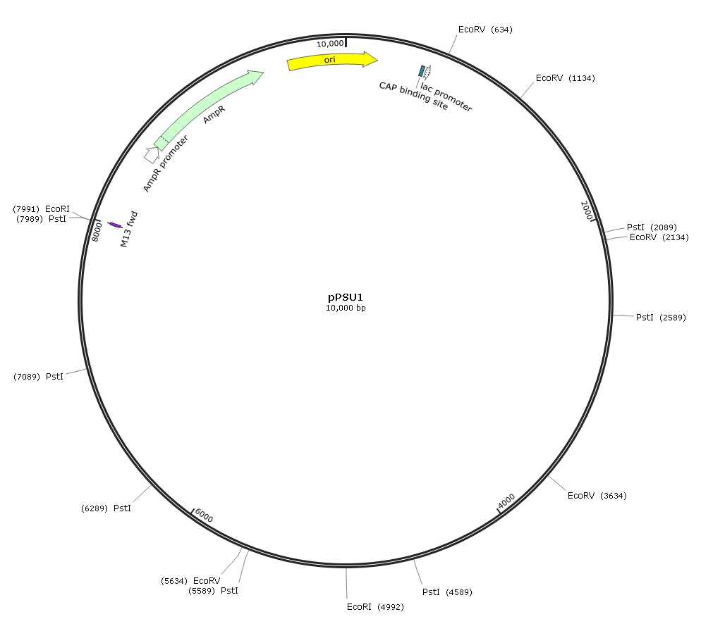 pPSU1 制备DNA分子量标准Marker系列 pDL2000 质粒宝分子生物学试