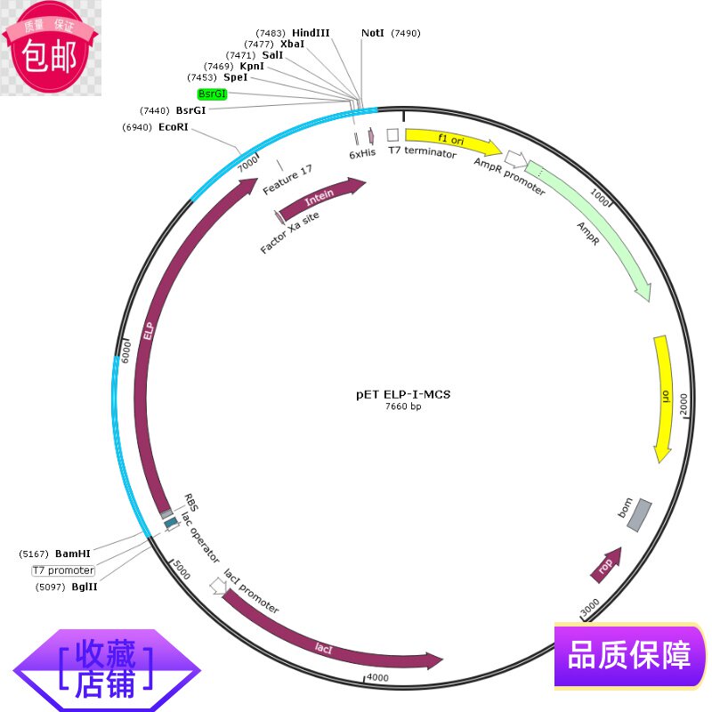 pET-ELP-I-MCS   内含肽纯化系统质粒