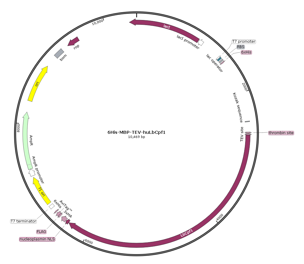 6His-MBP-TEV-huLbCpf1 质粒宝推荐海吉浩格分子生物试剂包邮