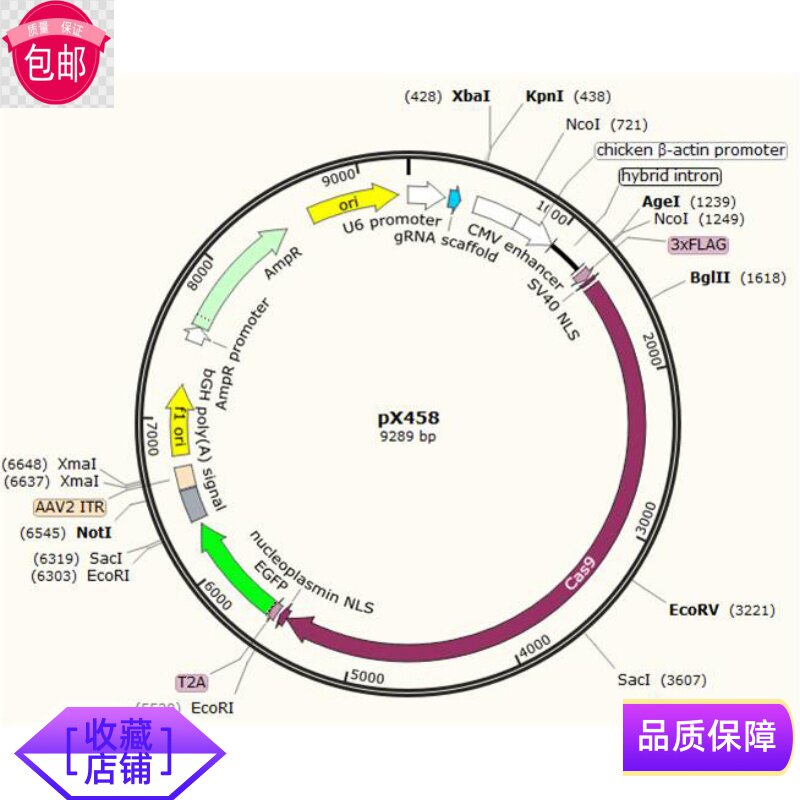 质粒宝PX458：CRISPR-Cas9基因编辑利器，绿色荧光蛋白加持🧐-DNARNA-淘宝好物网
