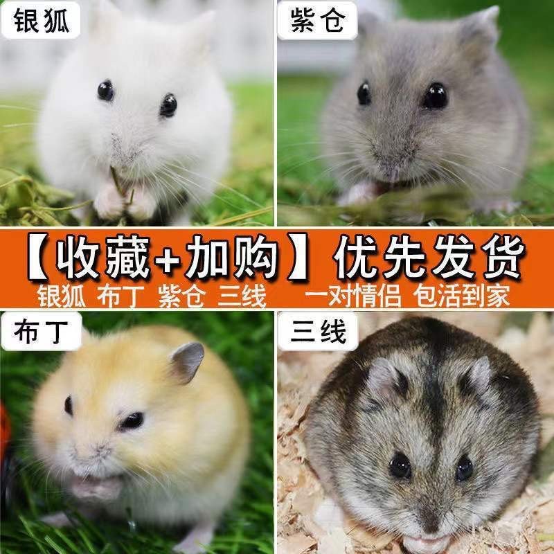 侏儒鼠大揭秘：紫仓三线布丁银狐奶茶公婆鼠，萌宠界的宝藏小精灵🐾-仓鼠-淘宝百科网