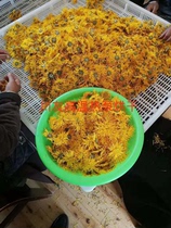 Sichuan Friendship Rose Flower Drying Equipment Honeysuckle Dryer Anhui Gold Silk Huang Huang Drying Room Price Concession