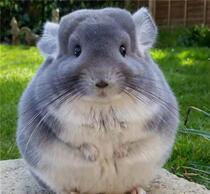 Dragon Cat Living Things Delivery Cage Living Pet Small Cub Baby Long Fur Purple grey Label Gray Vaccine Cute Paparazzi