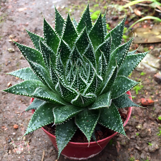 Succulent plant potted snowflake aloe vera beautiful office green plant