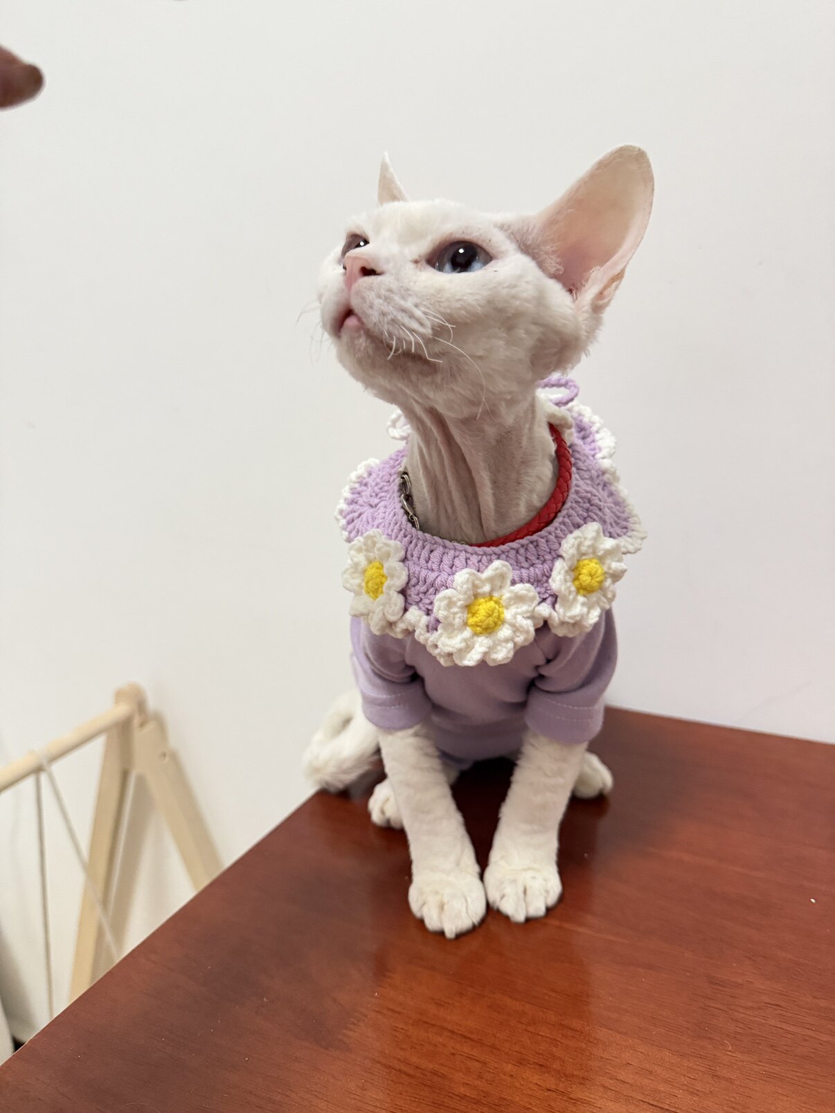 猫了个毛