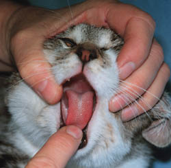 using index finger to pull down the lower jaw