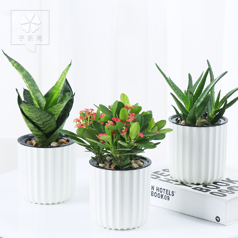 Tree Green Plant Office Plants Potted Bamboo Gardenia Flowers Fortune Tree Green Plant Office Plants Potted Bamboo Gardenia Flowers Indoor Aloe Wen