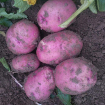 Yunnan 1800 meters high mountain red potatoes five pounds of fresh potatoes in 2021 are being mined and shipped