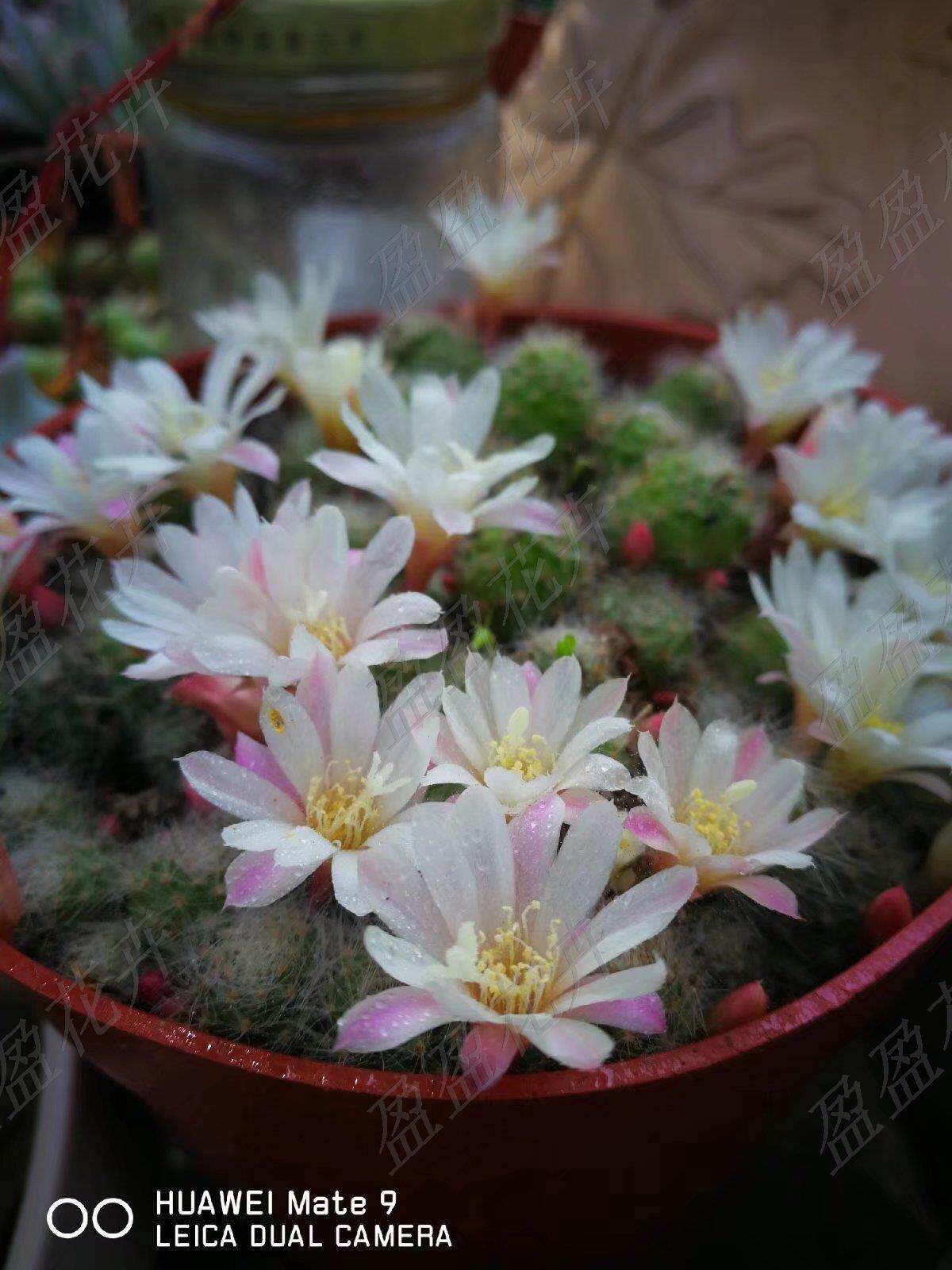 盈盈花卉迷你仙人球白花宝山银蝶丸白花子孙球小群生开花美