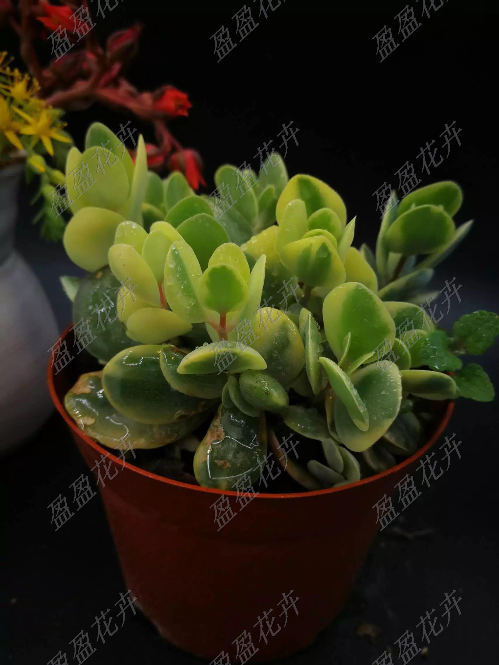 盈盈花卉奇趣多肉植物小圆贝锦圆叶景天锦小贝锦好养易活 盈盈花卉奇趣多肉植物小圆贝锦圆叶景天锦小贝锦好养易活