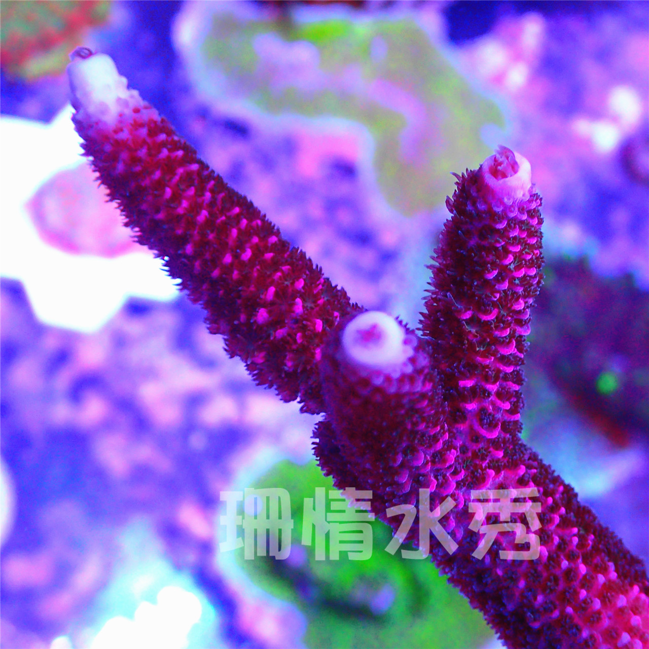 绿毛红长枝硬骨珊瑚：水族爱好者的梦幻生物，你真的了解它吗？