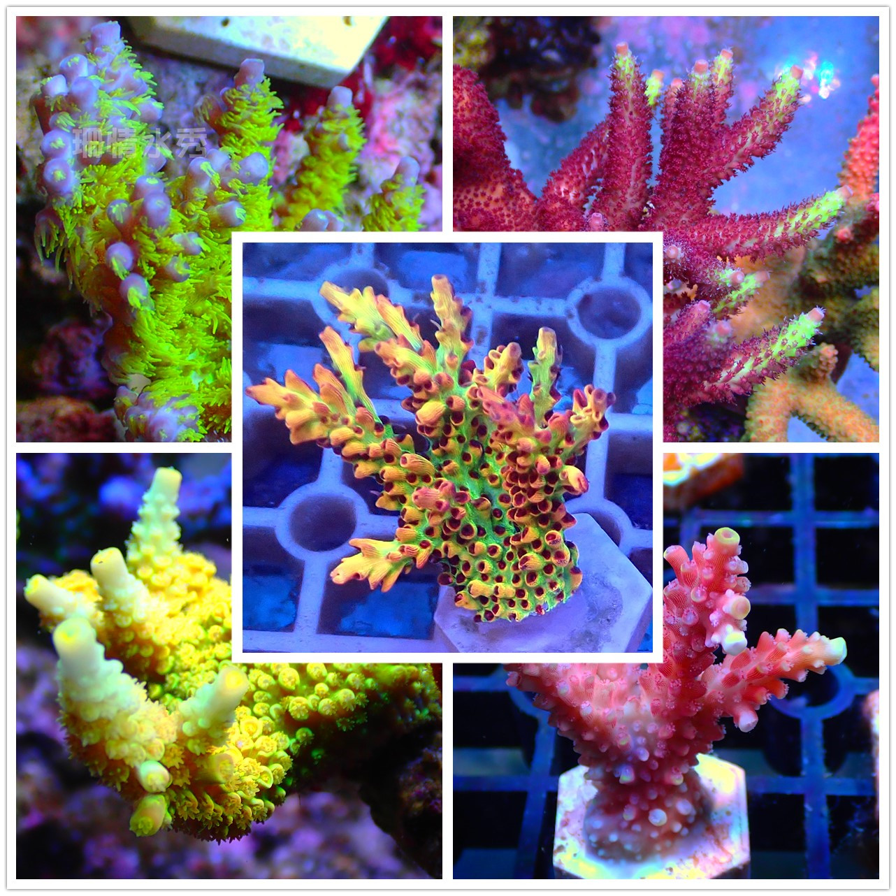 硬骨珊瑚图选：SPS珊瑚如何点亮你的海水缸？-其它水族宠物-淘宝