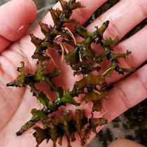 Potamogeton grass Stone Bud freshwater shrimp crab fish special low-temperature resistant water grass seed purification