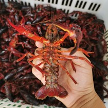 Unavailable 3kg of crayfish fresh live Hubei green shrimp red shell large lobster aquatic live shrimp