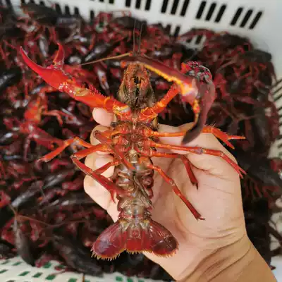 Unavailable 3kg of crayfish fresh live Hubei green shrimp red shell large lobster aquatic live shrimp