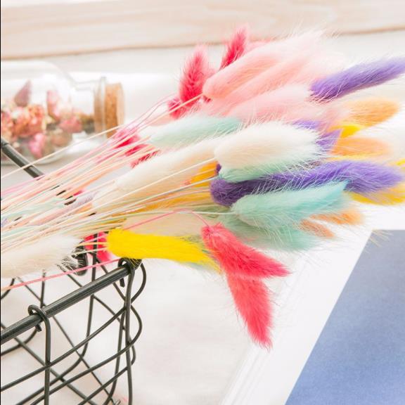 Photography Props Dry Flowers 10 Heads Colorful Rabbit Tail Grass Drying Flowers Lover Grass Photo Props Retro Field Landscape