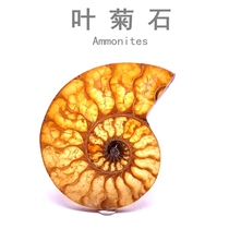 Paleontological fossil specimens Madagascar spotted snail fossil leaf ammonites fossil specimens popular science teaching specimens