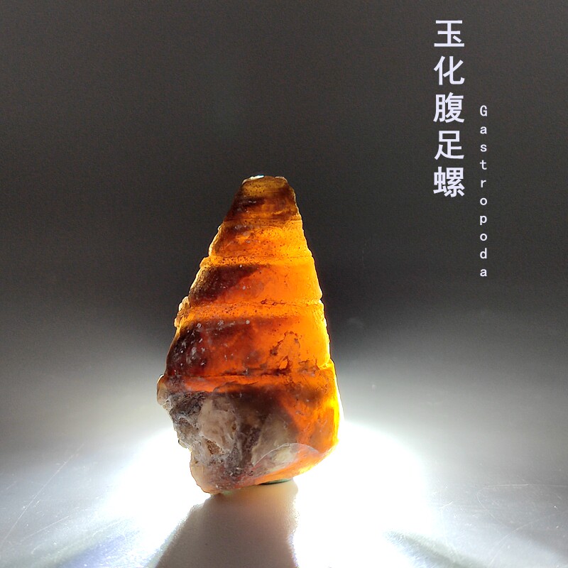 Natural Sahara Desert Gobi Agate Naubelly Foot Snail Fossilized Specimen Pendulum for Geological Science Teaching