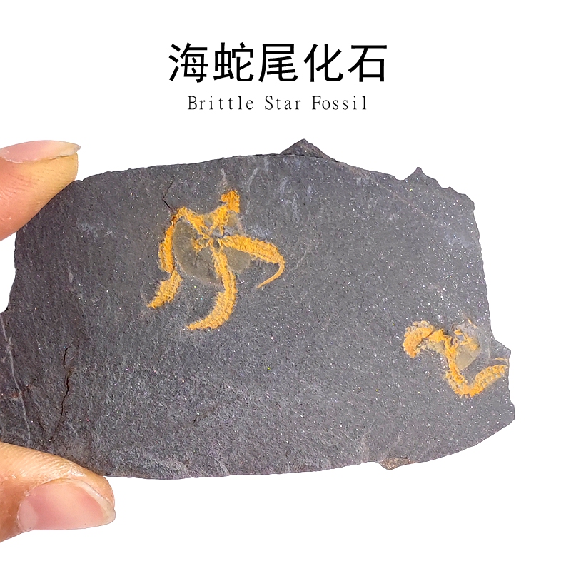 Moroccan Ancient Marine Creature Sea Snake Tail Echinoderm Natural Fossil Geological Science Teaching Specimen Display Piece