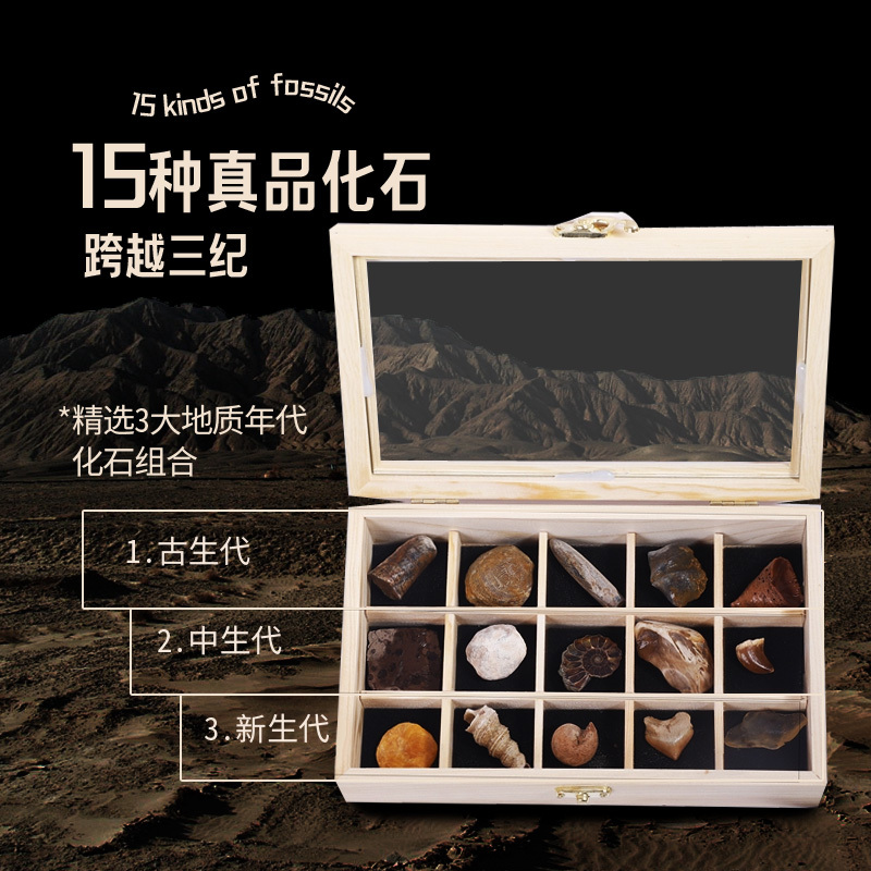 Paleontology Fossils Natural Ancient Marine Life Evolution Gift Box Animal Teeth Raw Stone Specimen Collection Science Popularization