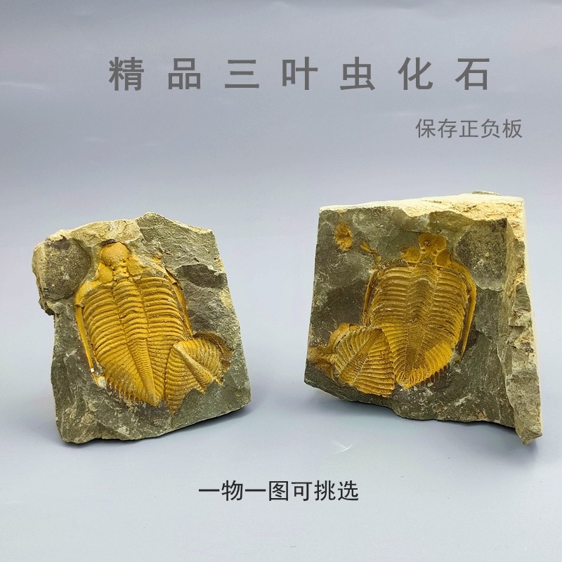 Natural Ancient Birth Three Leaf Worm Fossil King Insect Stone Zhiyuji Pair of Three Leaf Insect Geological Science Teaching Specimens