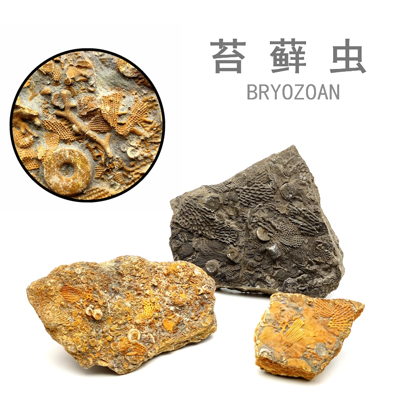 Cretaceous Natural Moss Fossil Seafood Pizza, Cretaceous Period Paleontology Fossil Geological Science Teaching Specimen Display Piece
