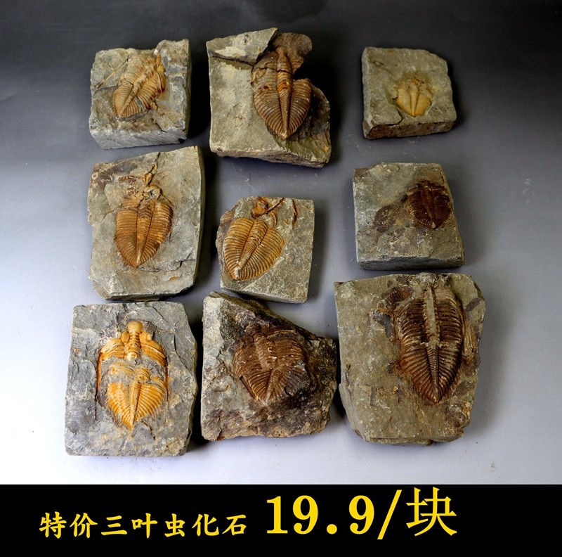 Natural trilobite fossils Paleontological fossil specimens Original stone crown insect fossils Science teaching specimens Fidelity