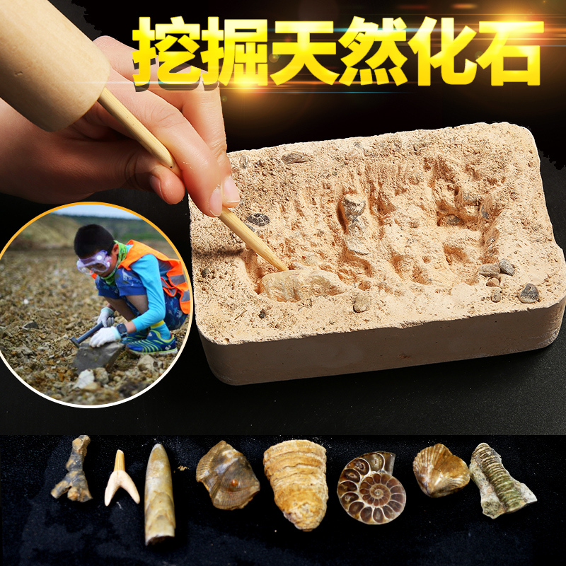 Archaeological Excavation Blind Box Paleontology Natural Fossil Raw Stone Geological Science Teaching Specimen Children's Treasure Hunt Crafts