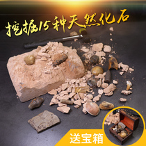 Natural paleontological fossils parent-child archaeological excavation fossils original stone specimens ore fossil science teaching specimens